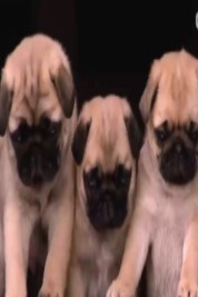 宠物小宝贝免费观看