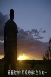 动物超能力免费观看