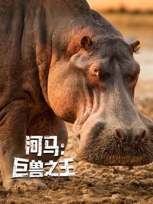 河马：巨兽之王